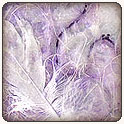 First Feathers