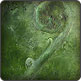 Fiddlehead #1