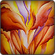 O'Keeffe Canna